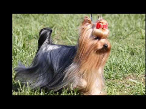 Видео: Шелковистый терьер порода собак гипоаллергенна, здоровье и продолжительность жизни