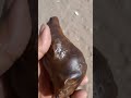 نيزك للبيع ليبيا نيزك للبيع ليبيا