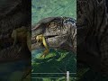 ヴェロキラプトルがコンピーを捕食する / Velociraptor Hunts Compy! #jurassicworldevolution #恐竜