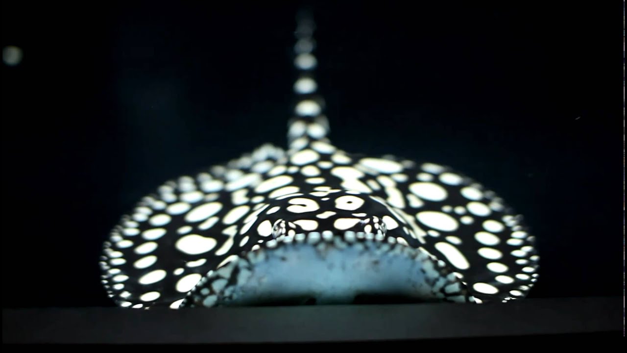 Black Diamond Leopoldi Stingrays Are A Freshwater Treasure Reef Builders The Reef And Saltwater Aquarium Blog