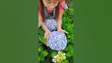 Hoa Cẩm Tú Cầu nở rộ siêu đẹp #hoakienghungthy #trâmổi #trang #hoahong