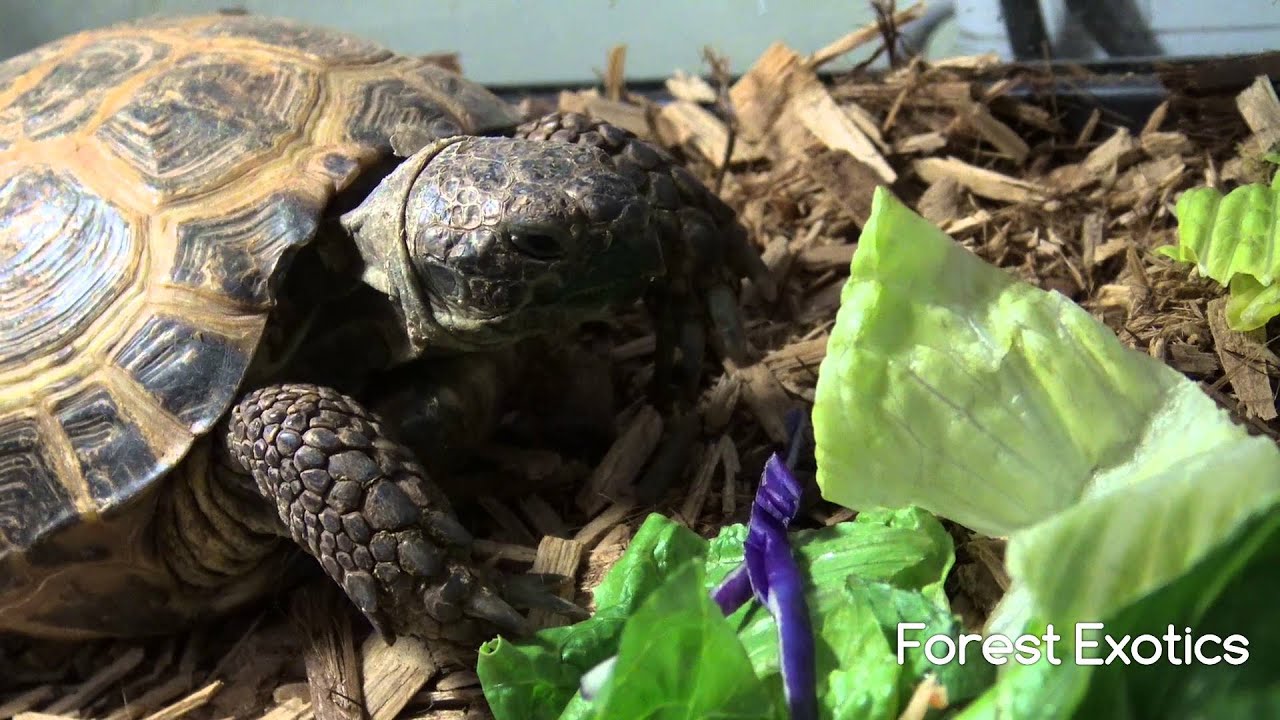 Russian Tortoise Eating Greens YouTube