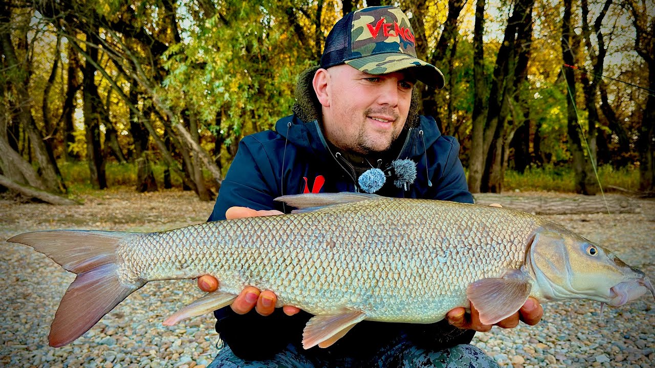 Bojasz Zsolt-Őszi márna horgászat a Dunán.