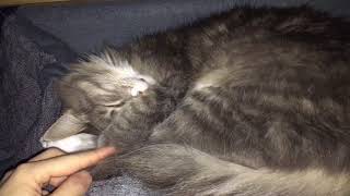 イビキをかいて気持ち良く眠る猫 ノルウェージャンフォレストキャットcat sleeping snoring.Norwegian Forest Cat.