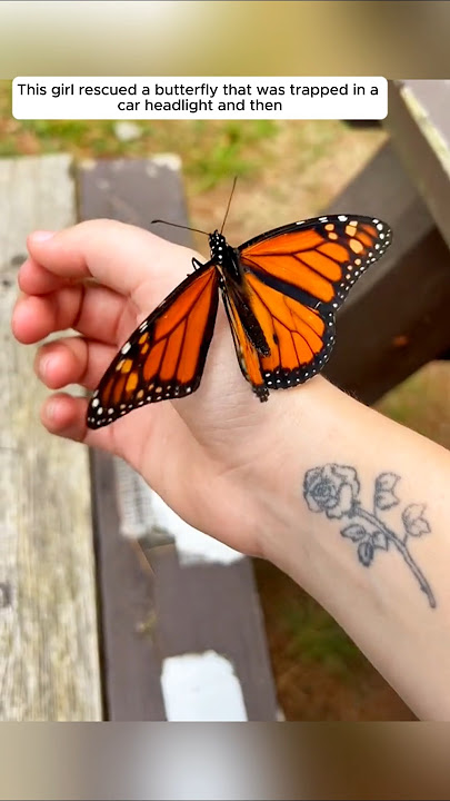 This girl rescued a butterfly that was trapped in a car headlight and then #animalshorts