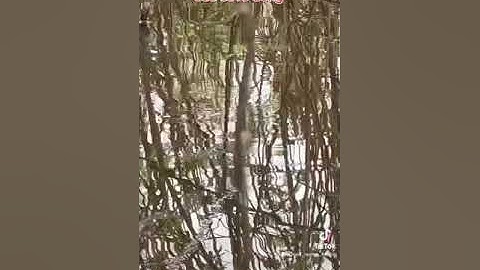 Vuốt trứng kiến câu cá rô đồng với bột Tơ Tằm