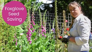Foxglove flowers, Seed Saving and Planting