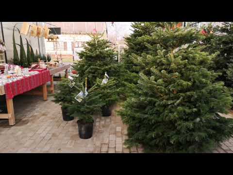 Videó: Virágzó Karácsonyfa - Az újévi ünnepekre