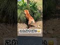 やばすぎる! 柴犬好きには一瞬に全てが詰まった完璧過ぎる最高の動画かも😂 #shorts #柴犬 #癒し #かわいい #衝撃 #最高 #おもしろ動画 #爆笑 #ペット #やばい #shibainu