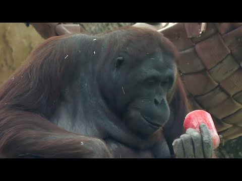 Los animales del Zoo de Madrid toman helados para combatir la ola de calor