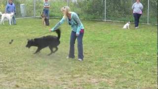 Red Light, Green Light Game to Teach Dogs Impulse Control