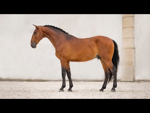 Video: Alter Real Horse Breed Hypoallergen, Gesundheit Und Lebensdauer