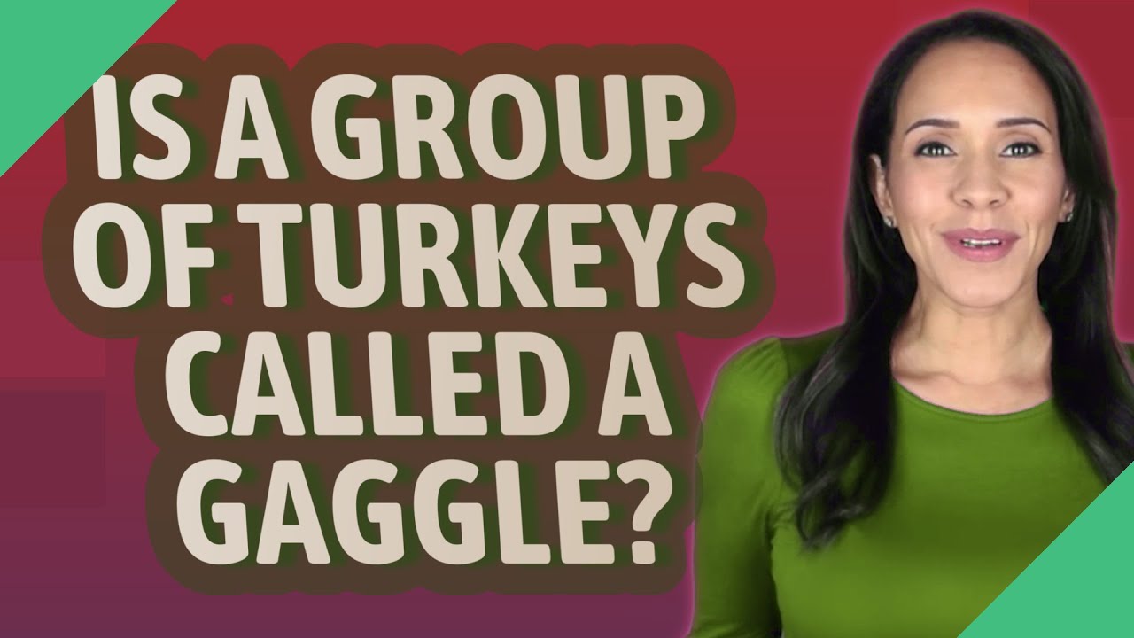 Is a group of turkeys called a gaggle? YouTube