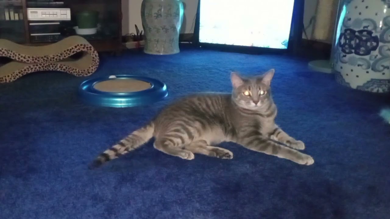 Tabby Cat Lounging Around