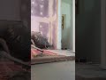 Setting heat mat under tile #diy #diyrenovation #radiantheating #floorheating #diyflooring #flooring