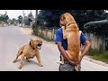 30 minutes of funniest animals caught on camera