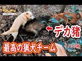 【猪猟】最高の猟犬チームに成長しました！（閲覧注意）