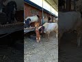 Who met all the friends, Goat Base, recorded the real life of the farmer  Female sheep56
