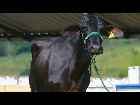 LOTE 21 - JBF0167
