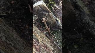 Spotting a Newt on a Lake District Walk