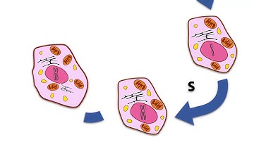 The cell cycle, Part 1: Phases and checkpoints