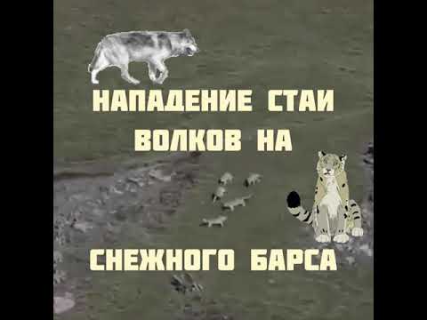 Нападение волчьей стаи на снежного барса 🐺🐺🐺🐆