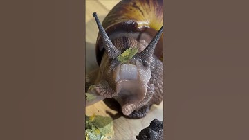 A Snail with Teeth