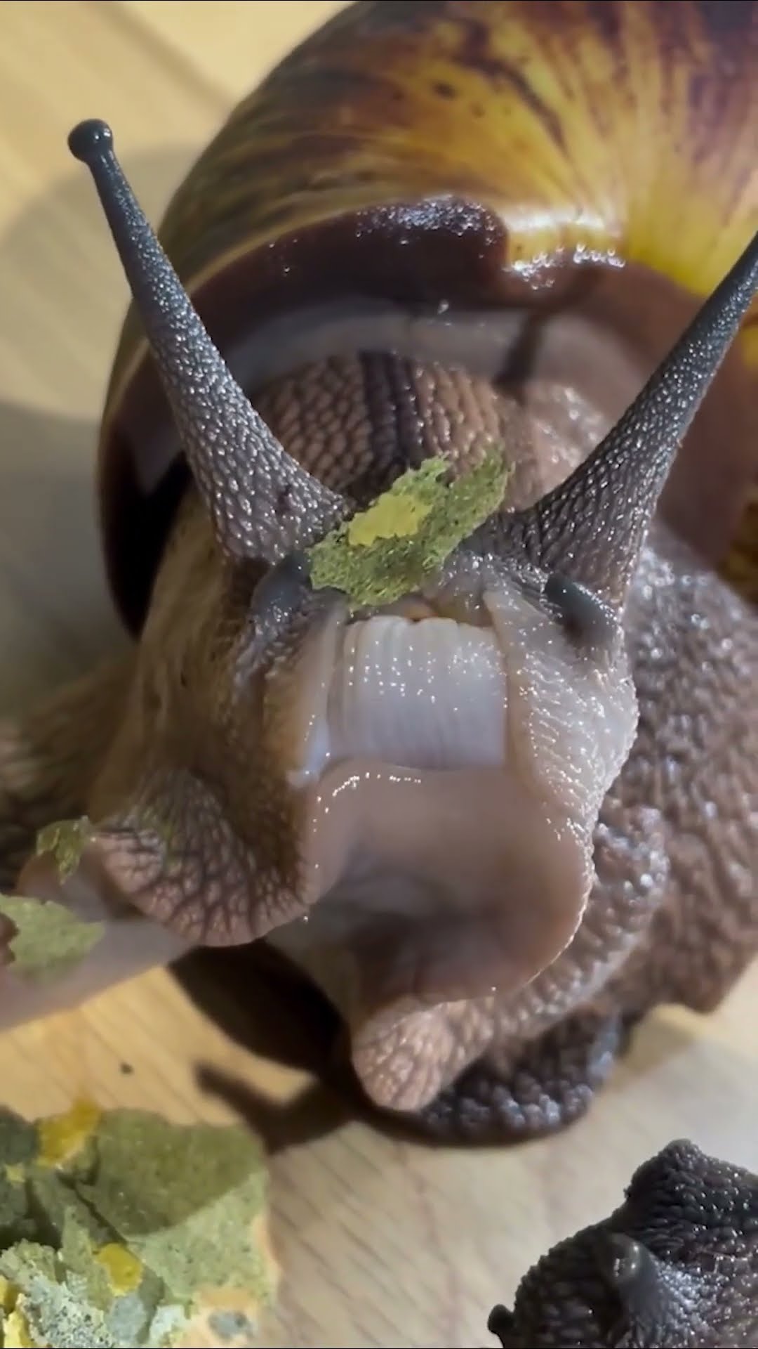 A Snail with Teeth