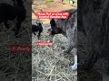 🚨Things that go terribly wrong with Livestock guardian dogs…