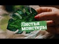 Как сделать листья монстеры из вафельной бумаги