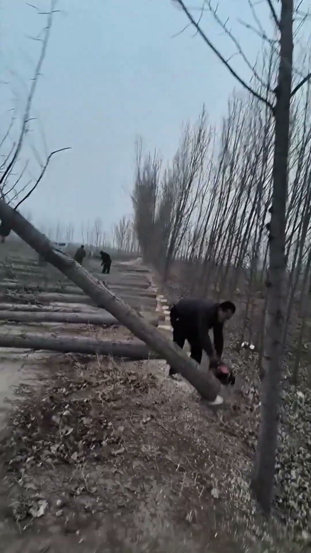 Roadside forest clearing process