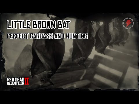 RDR2 - Little Brown Bat Perfect Carcass and Hunting Guide