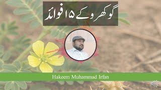 Gokhru Ke Fawaid Tribulus Terrestris گوکھرو کے فوائد