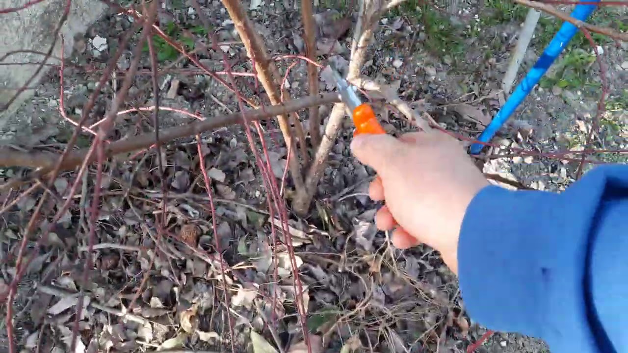 potatura albicocco e pesco di allevamento