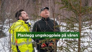 Ungskogpleie på våren