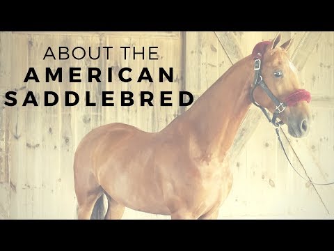 Vídeo: American Saddlebred Horse Breed Hypoallergenic, Health And Life Span