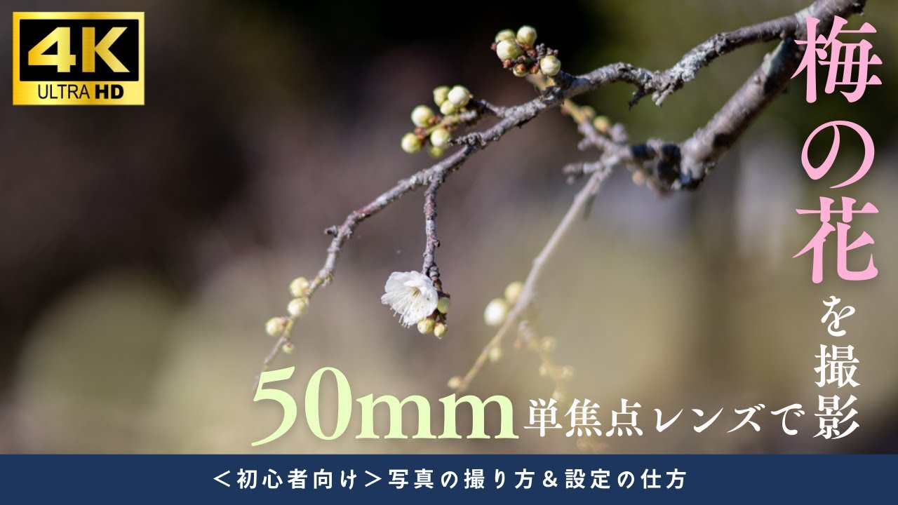#95 【カメラ初心者向け】50mm単焦点レンズで撮る梅の花｜構図＆玉ボケ活用法5選