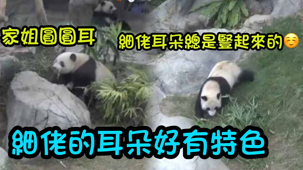 3月3日  細佬的耳朵好有特色，總是豎起來的，見家姐上廁所，細佬也跟上去在家姐下面上廁所 #香港大熊貓  #大熊貓加加得得