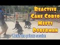 See how to give a proper leash correction when a dog lunges and more tips and tricks for reactivity