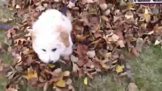 TRY NOT TO LAUGH-Funny and Cute Puppies Fails Compilation 2016 part 3 - [Funny Videos]