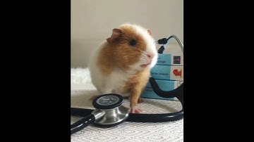 Thumbnail of Guinea pig noise Dr.Gwendolyn