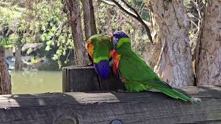 Rainbow Lorikeets in the tree branches.  Campbelltown Australia by Duggan freddy 96 views 1 day ago 7 minutes, 18 seconds