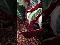 Keanggunan Calathea Cynthia — Daun Elegan dengan Corak Unik & Warna Ungu Eksotis 🌿#CalatheaCynthia