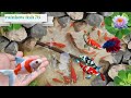 Unboxing Ikan Hias, Ikan Warna Warni Dalam Kolam, Ikan Mas Koki, Ikan Koi , Ikan Cupang # 76