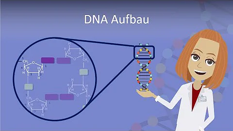 Was sind die vier stickstoffhaltigen Basen in der DNA?