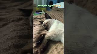 #cat #топ #друзья #юмор #подпишись #лайк #кошка #популярное #cute #catlover #kitten #love