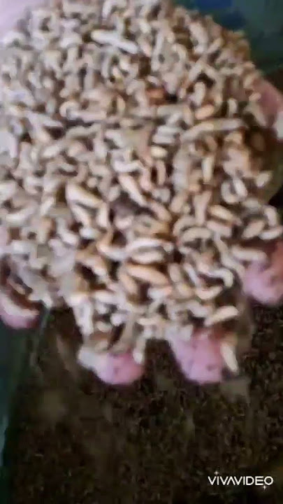 belatung penuh cuan! serangga penuh cuan! protein tinggi! #viralvideo #serangga #belatung