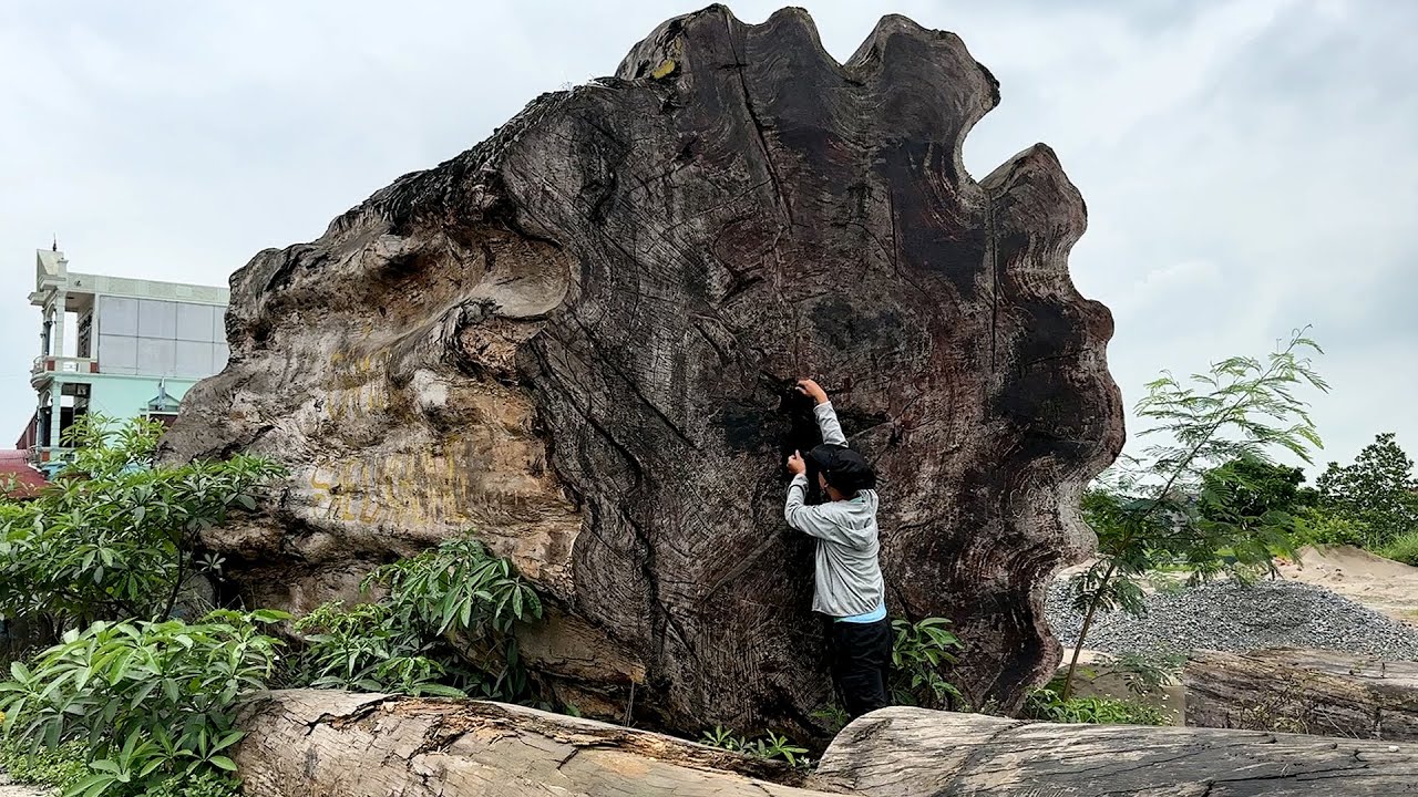 Processing Giant Tree Worth $3.6 Million Found At The End Of The Ice Age