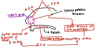 Knowledge Bytes uploaded: Blood supply of nose (Littles area | Kiesselbach’s plexus)🩺