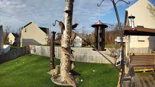 Super busy birds